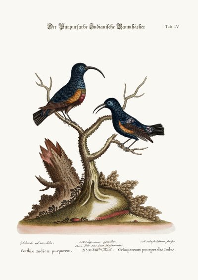The Purple Indian Creepers by George Edwards